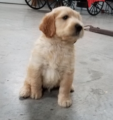Goldendoodle Puppy for sale in ARTHUR, IL, USA