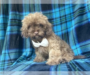 ShihPoo Puppy for sale in LAKELAND, FL, USA