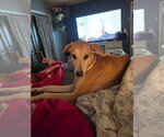 Small #2 German Shepherd Dog-Great Dane Mix