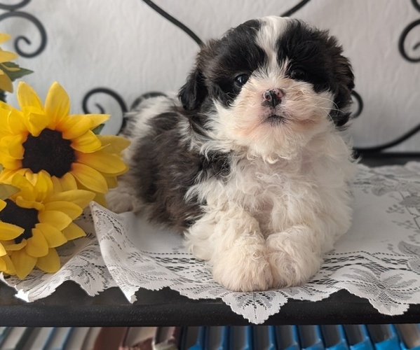 Medium Photo #2 Zuchon Puppy For Sale in GOSHEN, IN, USA