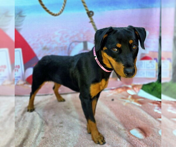 Medium Photo #1 Rottweiler-Unknown Mix Puppy For Sale in Long Beach, CA, USA