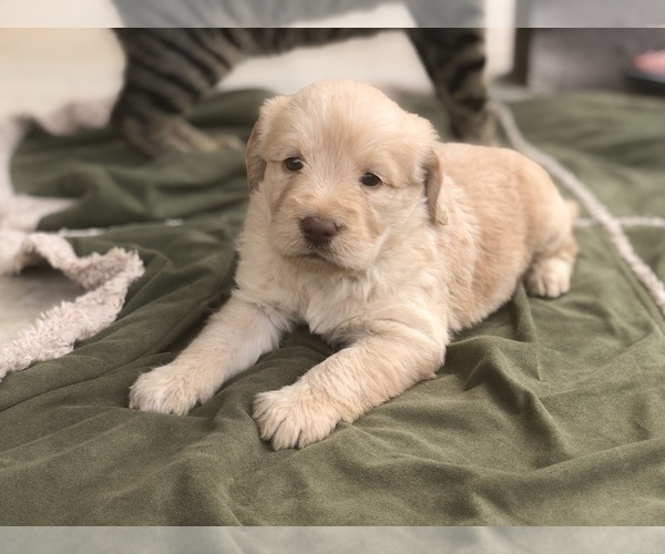 Medium Photo #6 Labradoodle Puppy For Sale in JARRELL, TX, USA