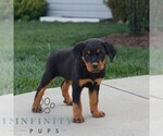 Small #1 Rottweiler