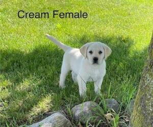Labrador Retriever Puppy for sale in Tekonsha, MI, USA