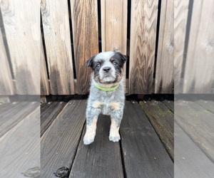 Australian Cattle Dog Puppy for sale in SANTA ROSA, CA, USA