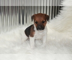 Small Photo #6 Jack Russell Terrier Puppy For Sale in BENTON, IL, USA