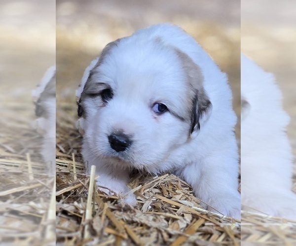 Medium Photo #9 Great Pyrenees Puppy For Sale in BANGOR, PA, USA