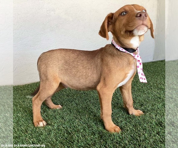 Medium Photo #2 Unknown-Weimaraner Mix Puppy For Sale in San Diego, CA, USA