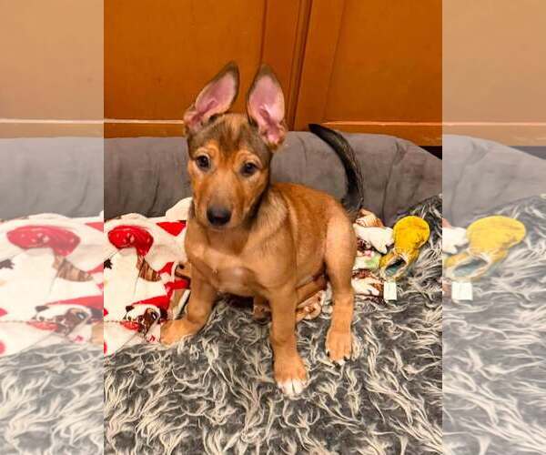 Medium Photo #1 Mutt Puppy For Sale in Cave Creek, AZ, USA