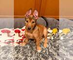Small Mutt