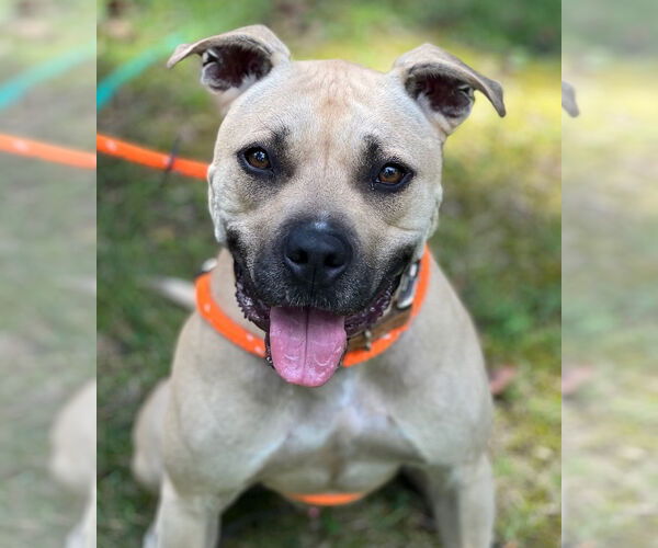 Medium Photo #5 American Staffordshire Terrier Puppy For Sale in Cranford, NJ, USA