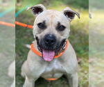 Small #4 American Staffordshire Terrier