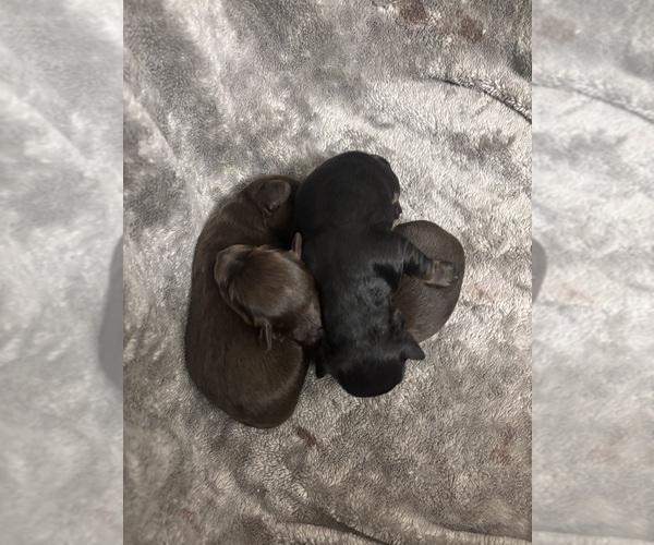 Medium Photo #5 Chiweenie Puppy For Sale in ROANOKE, VA, USA