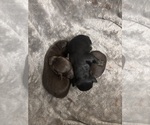 Small #4 Chiweenie