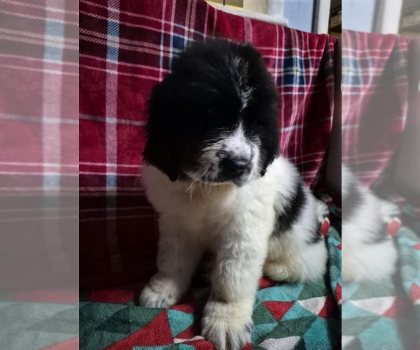 Medium Photo #3 Newfoundland Puppy For Sale in AURORA, IN, USA