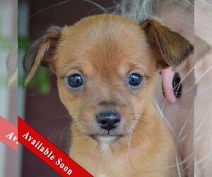 Italian Greyhuahua Dogs for adoption in Huntley, IL, USA