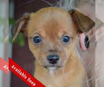 Small Italian Greyhuahua