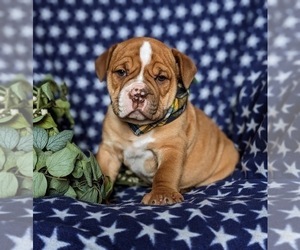 Olde English Bulldogge Puppy for sale in COCHRANVILLE, PA, USA