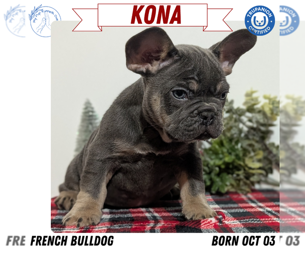 Medium Photo #1 French Bulldog Puppy For Sale in GOSHEN, IN, USA