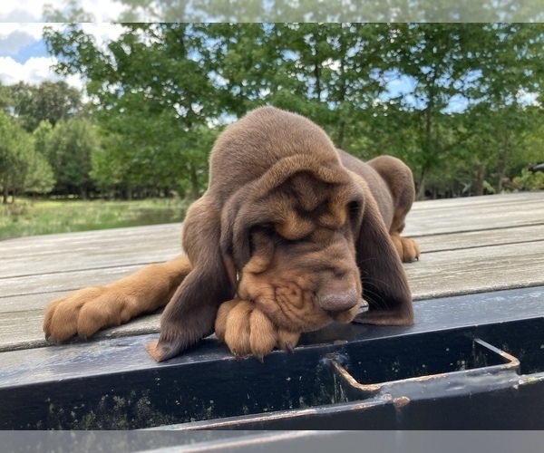 Medium Photo #1 Bloodhound Puppy For Sale in COLLINSVILLE, AL, USA