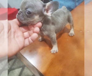 French Bulldog Puppy for sale in FONTANA, CA, USA