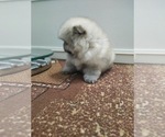 Small Photo #2 Miniature Spitz Puppy For Sale in MIAMI, FL, USA