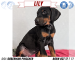 Puppy Lily Doberman Pinscher