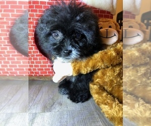 Bichpoo Puppy for sale in LOS ANGELES, CA, USA