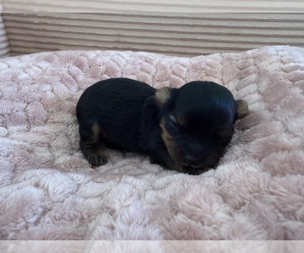 Medium Photo #51 Yorkipoo Puppy For Sale in ARLINGTON, TX, USA