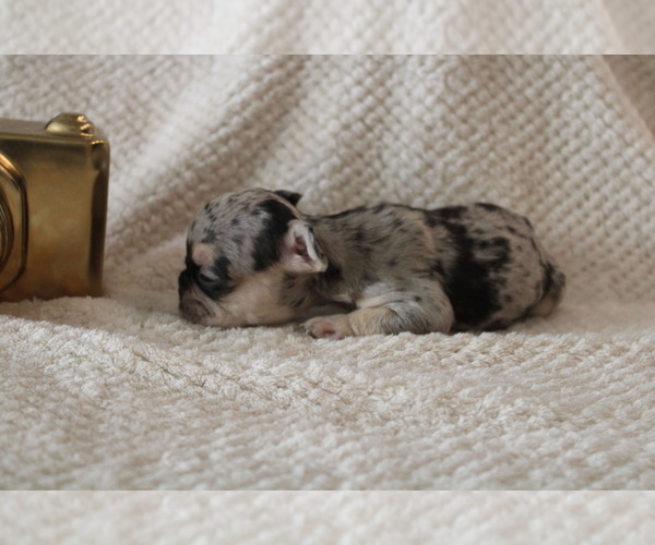 Medium Photo #23 French Bulldog Puppy For Sale in SPRING, TX, USA
