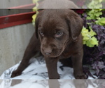 Small #1 Labrador Retriever