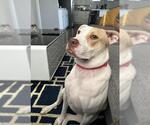 Small American Staffordshire Terrier Mix