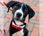 Small Great Dane Mix
