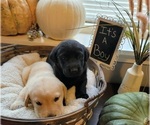 Small Photo #10 Labrador Retriever Puppy For Sale in GOBLES, MI, USA