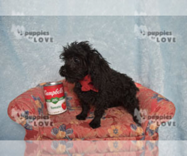 Medium Photo #7 Poodle (Toy) Puppy For Sale in SANGER, TX, USA