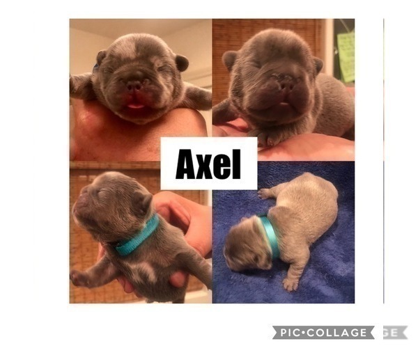 Medium Photo #2 French Bulldog Puppy For Sale in PLACERVILLE, CA, USA