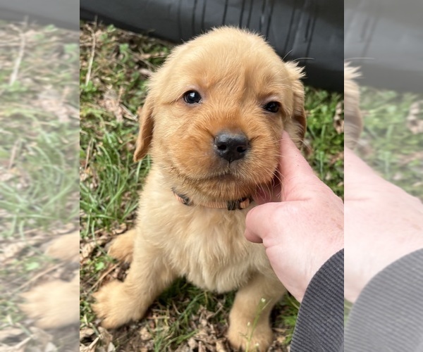 Medium Photo #3 Golden Retriever Puppy For Sale in NASHVILLE, TN, USA
