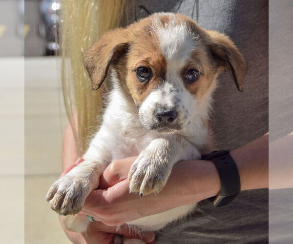 Medium Photo #3 Sheprador Puppy For Sale in Huntley, IL, USA