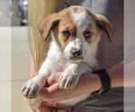 Small #2 Sheprador