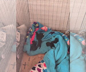 Doberman Pinscher Puppy for sale in LUCERNE VALLEY, CA, USA