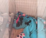 Small Doberman Pinscher