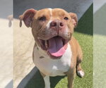 Small #1 American Pit Bull Terrier