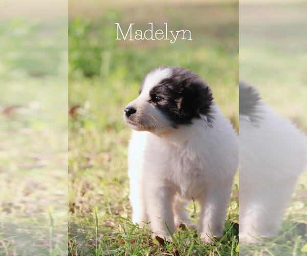 Medium Photo #1 Great Pyrenees Puppy For Sale in BARRY, TX, USA