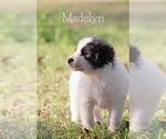 Small Photo #1 Great Pyrenees Puppy For Sale in BARRY, TX, USA