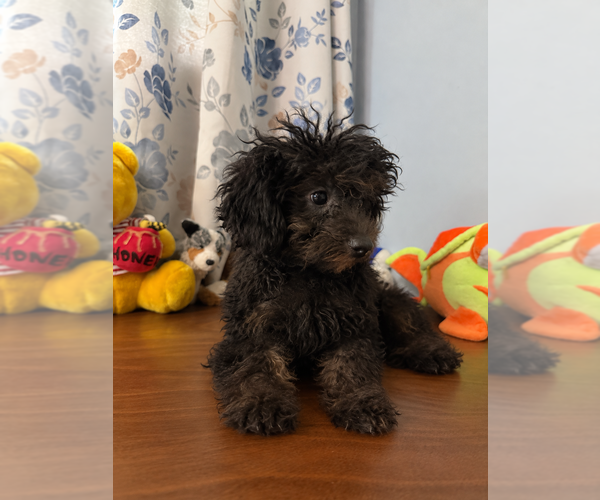 Medium Photo #20 Yorkipoo Puppy For Sale in DURHAM, CT, USA