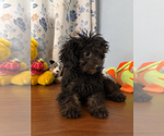 Yorkipoo puppie - Male Yorkipoo Puppy for Sale - Photo #20