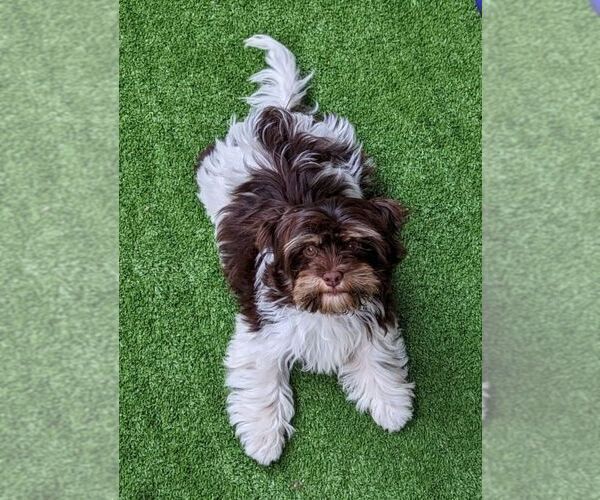 Medium Photo #3 Havanese Puppy For Sale in POST FALLS, ID, USA