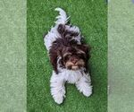 Small #2 Havanese