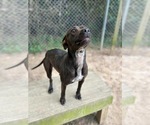 Small #10 Labrador Retriever Mix
