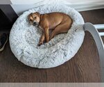 Small #8 Labrador Retriever Mix